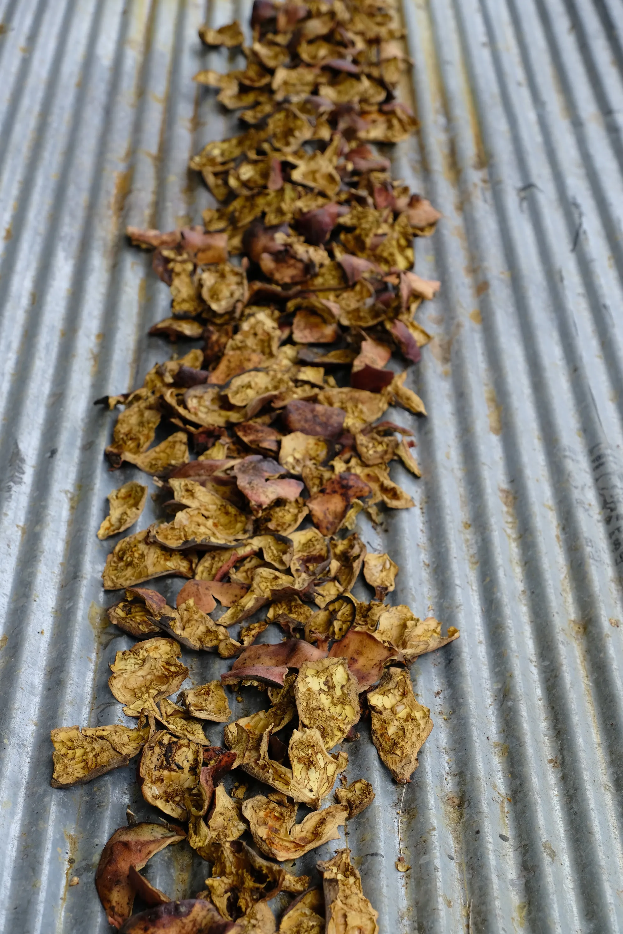 Dyeing yarn, indigo chips, fruit skins