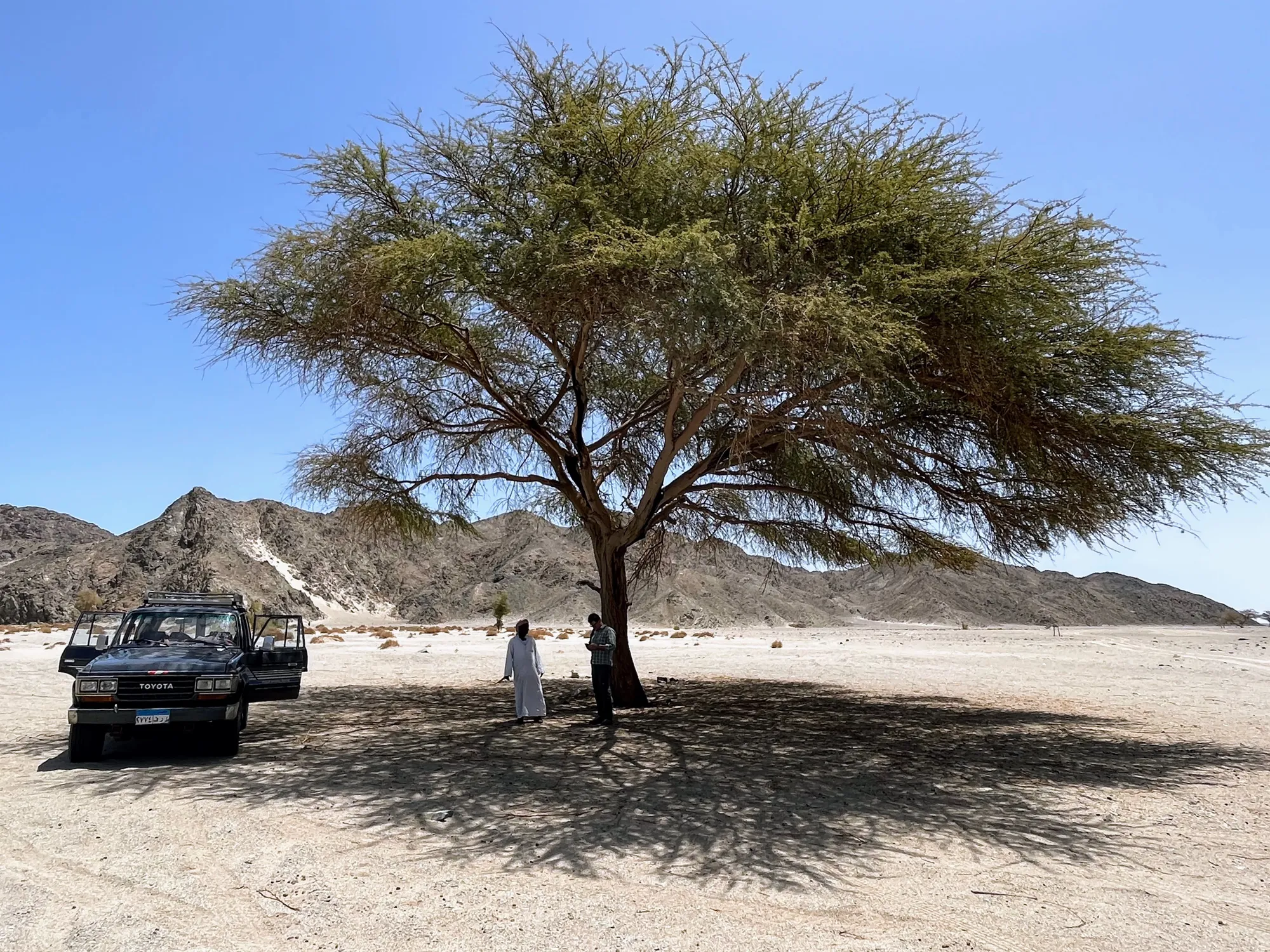 Under the spreading acacia tree