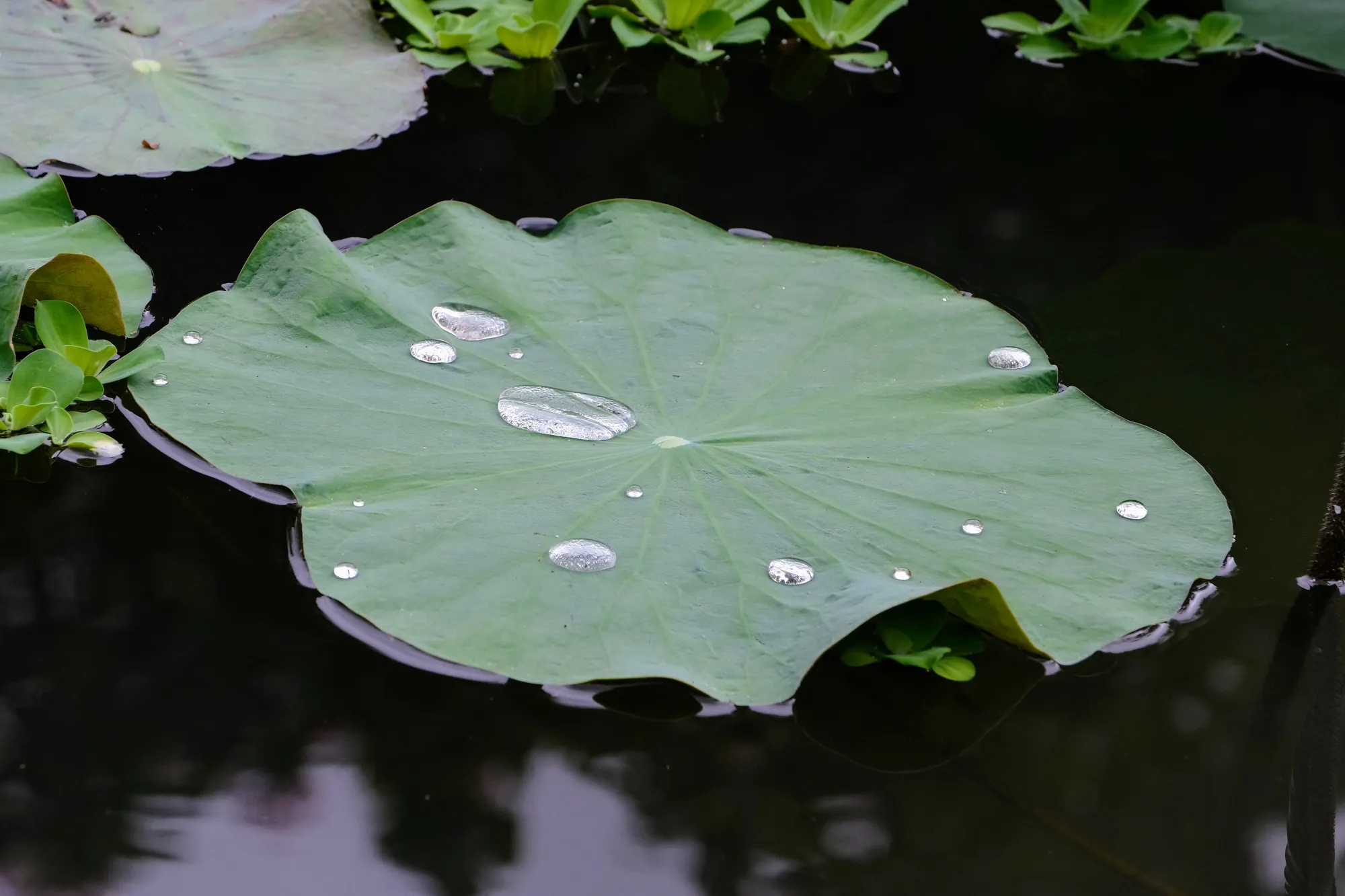 Lili pad at the lotus pond and ornamental detail at Pura Taman Saraswati