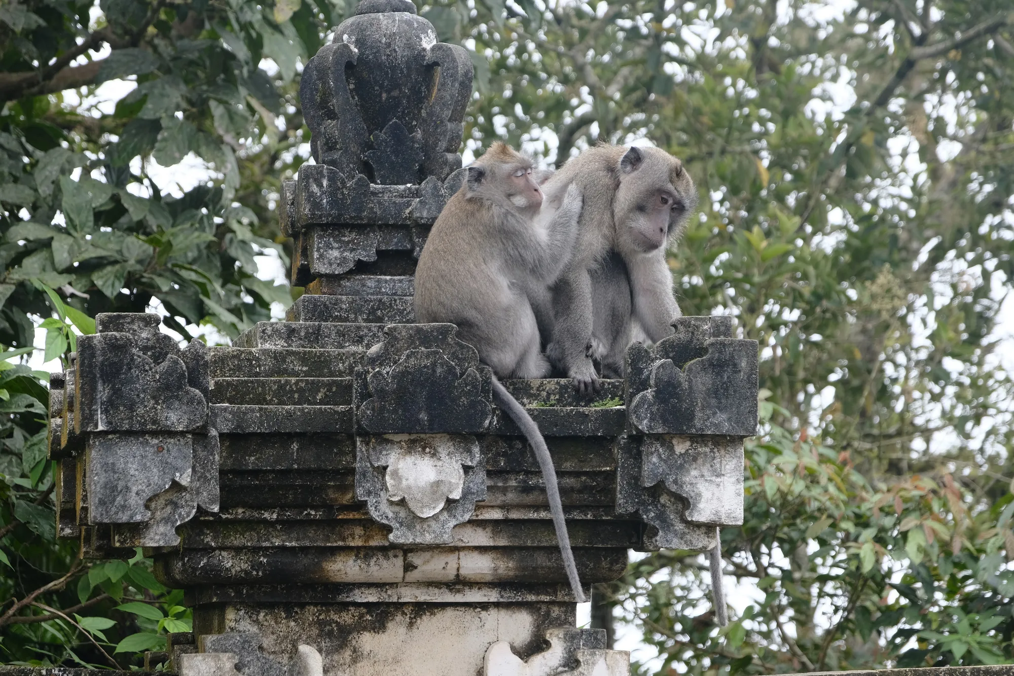 Monkeys doing monkey business at the temples