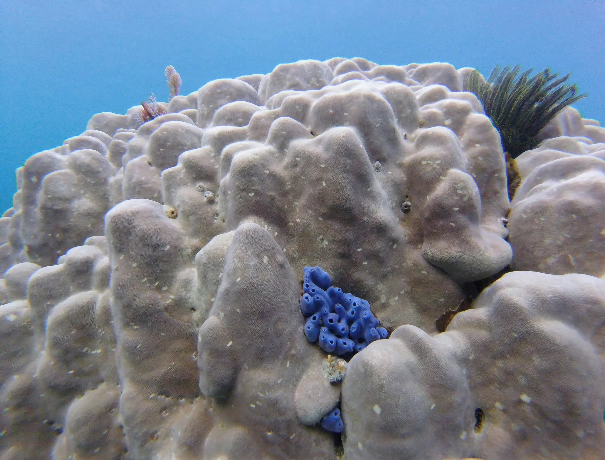 Variety of coral