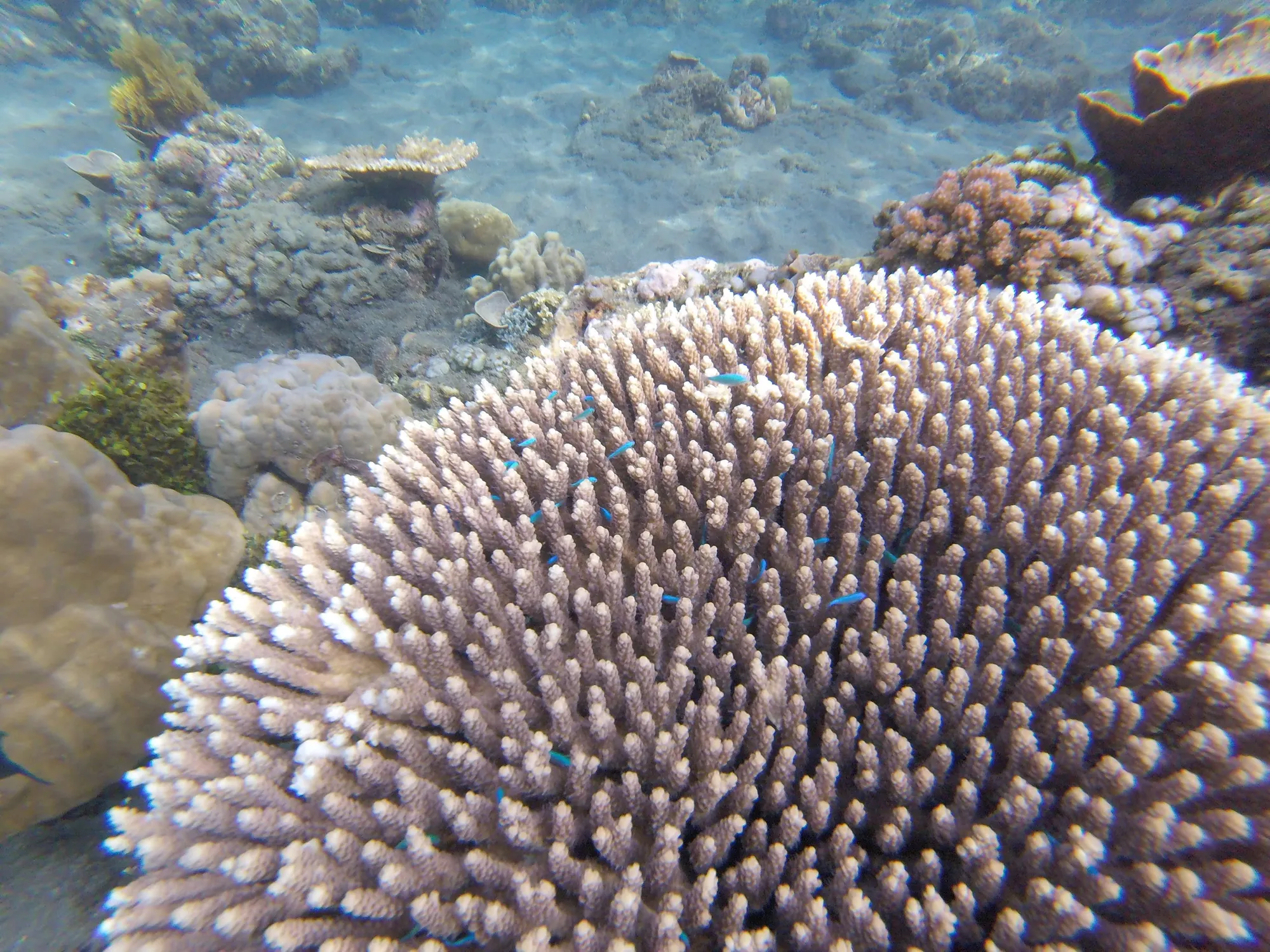 Variety of coral