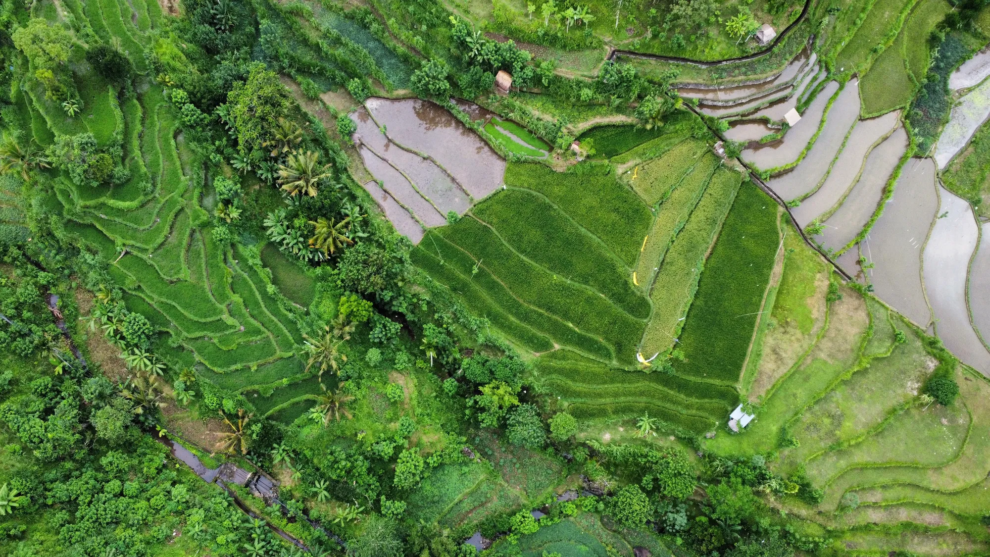 Rice fields around Bangle