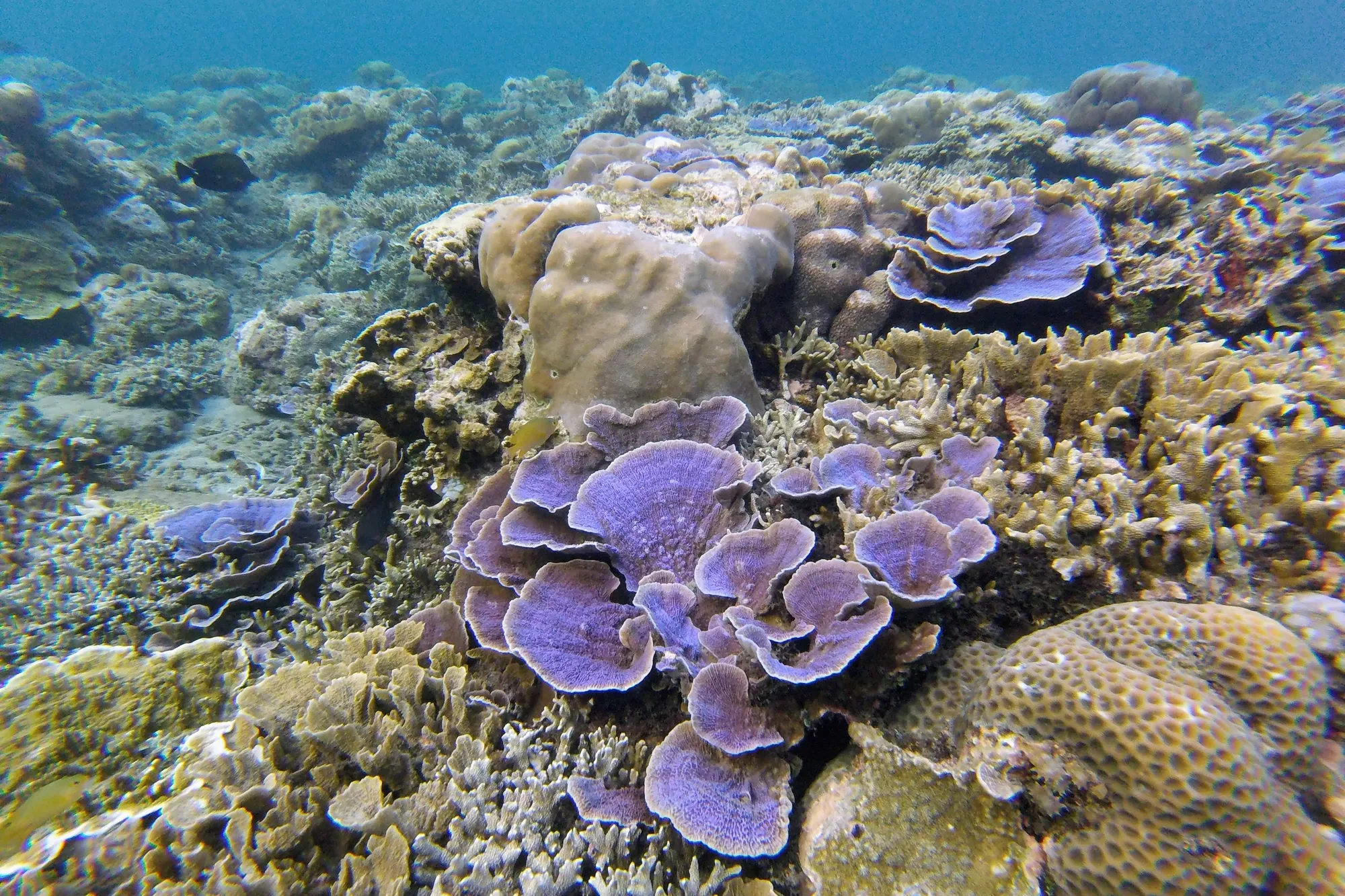 Cover Image for Amed, Bali's Quiet Diving Paradise