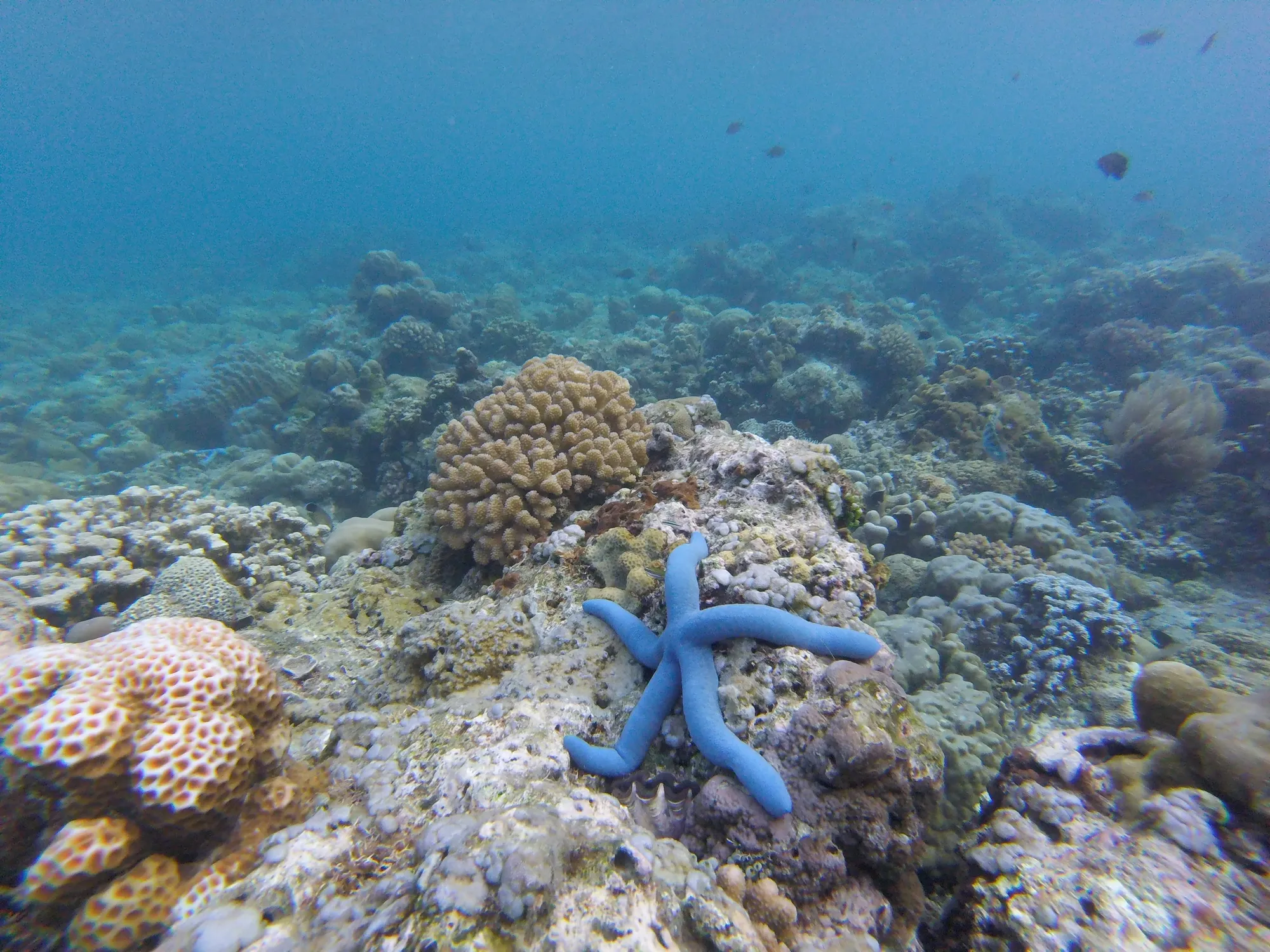 Coral and under water temple